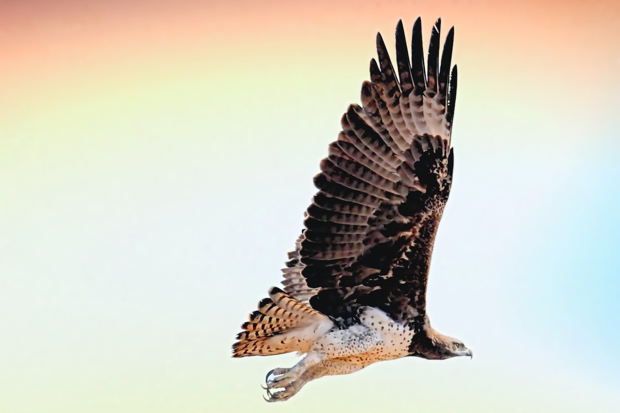 Flying Hawk
