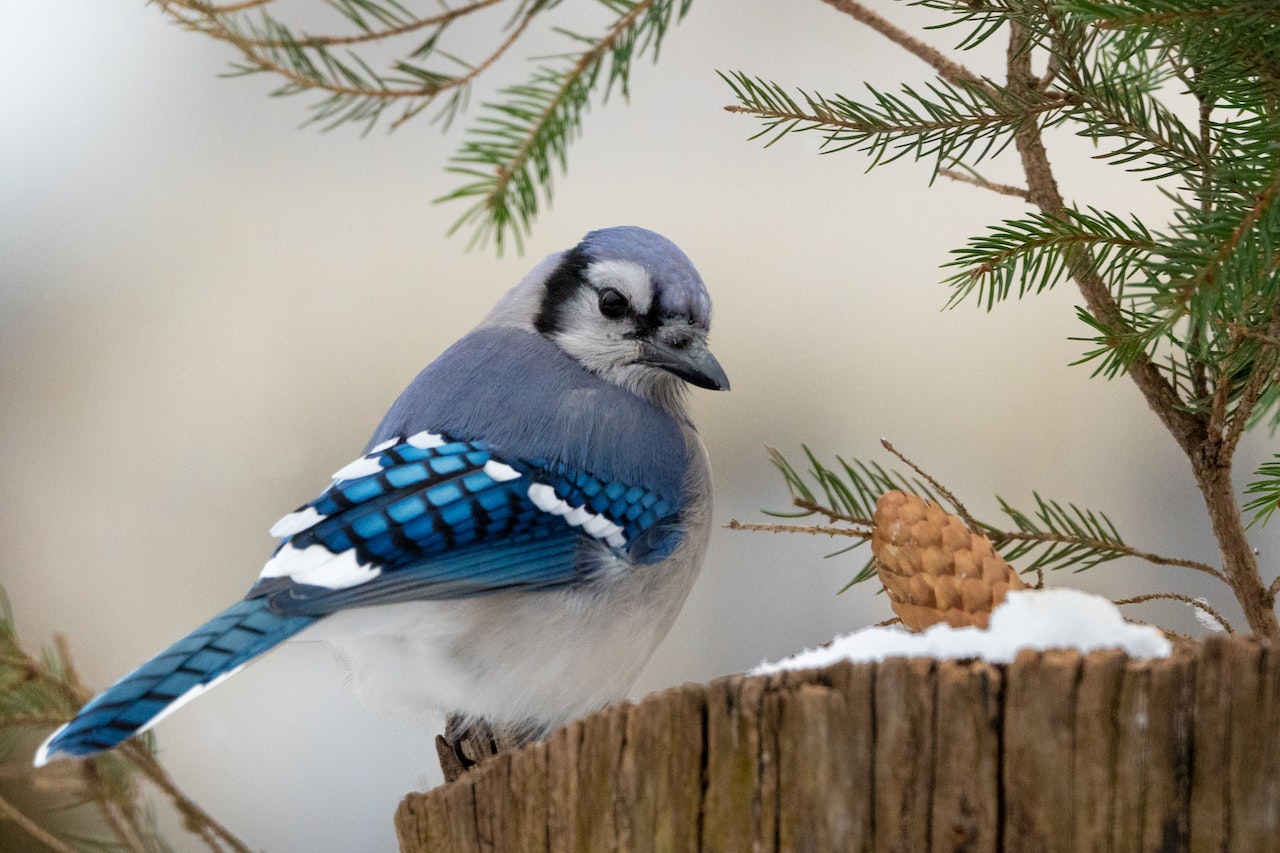 Close-up of Blue Jay