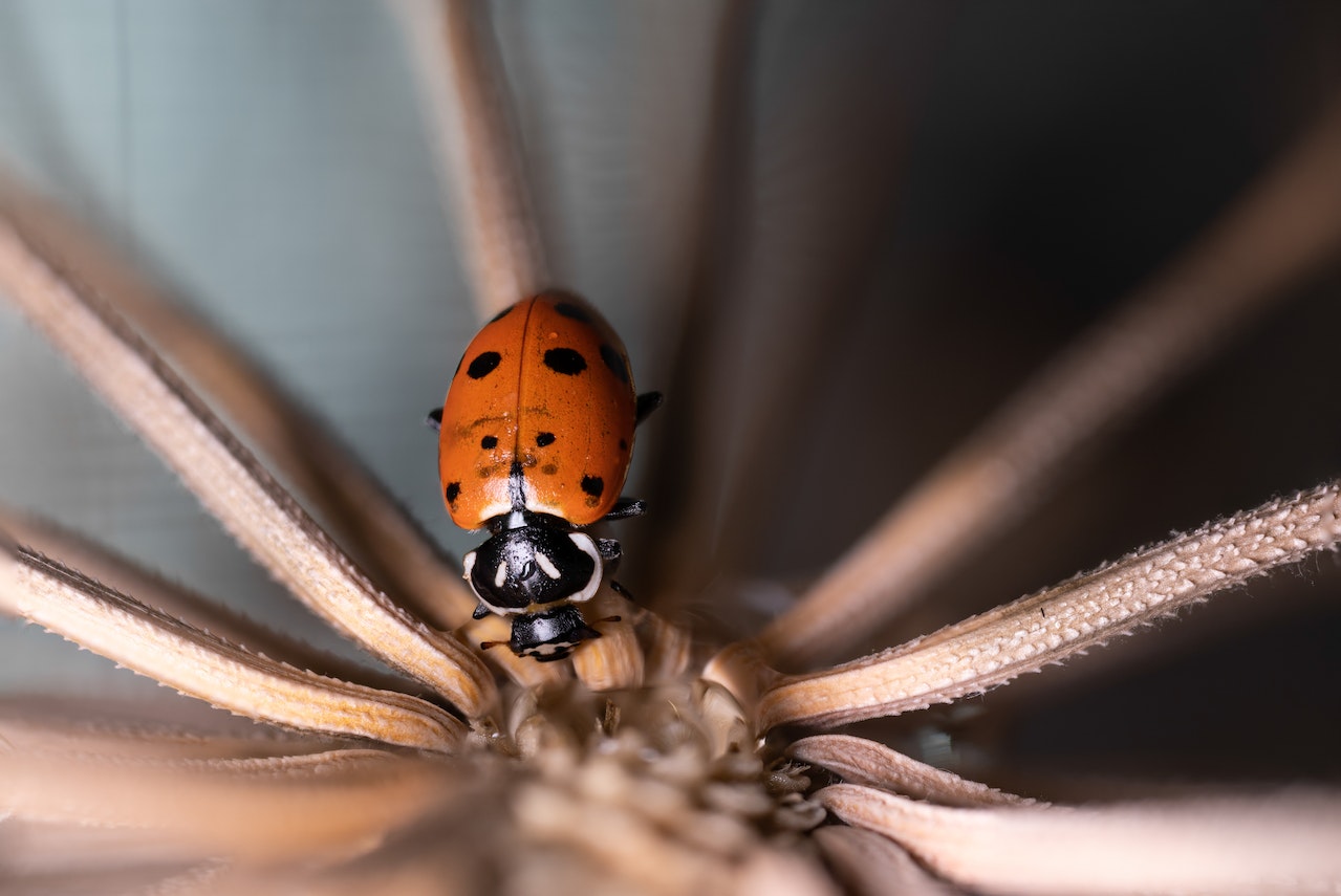 Lady Bugs Meaning - A Symbol Of Luck