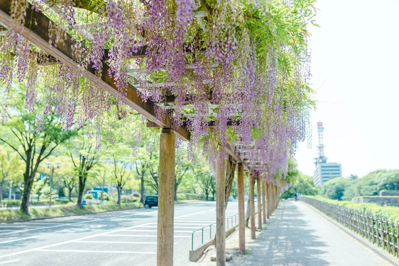 A Park in City with Hanging Wisteria Flowers