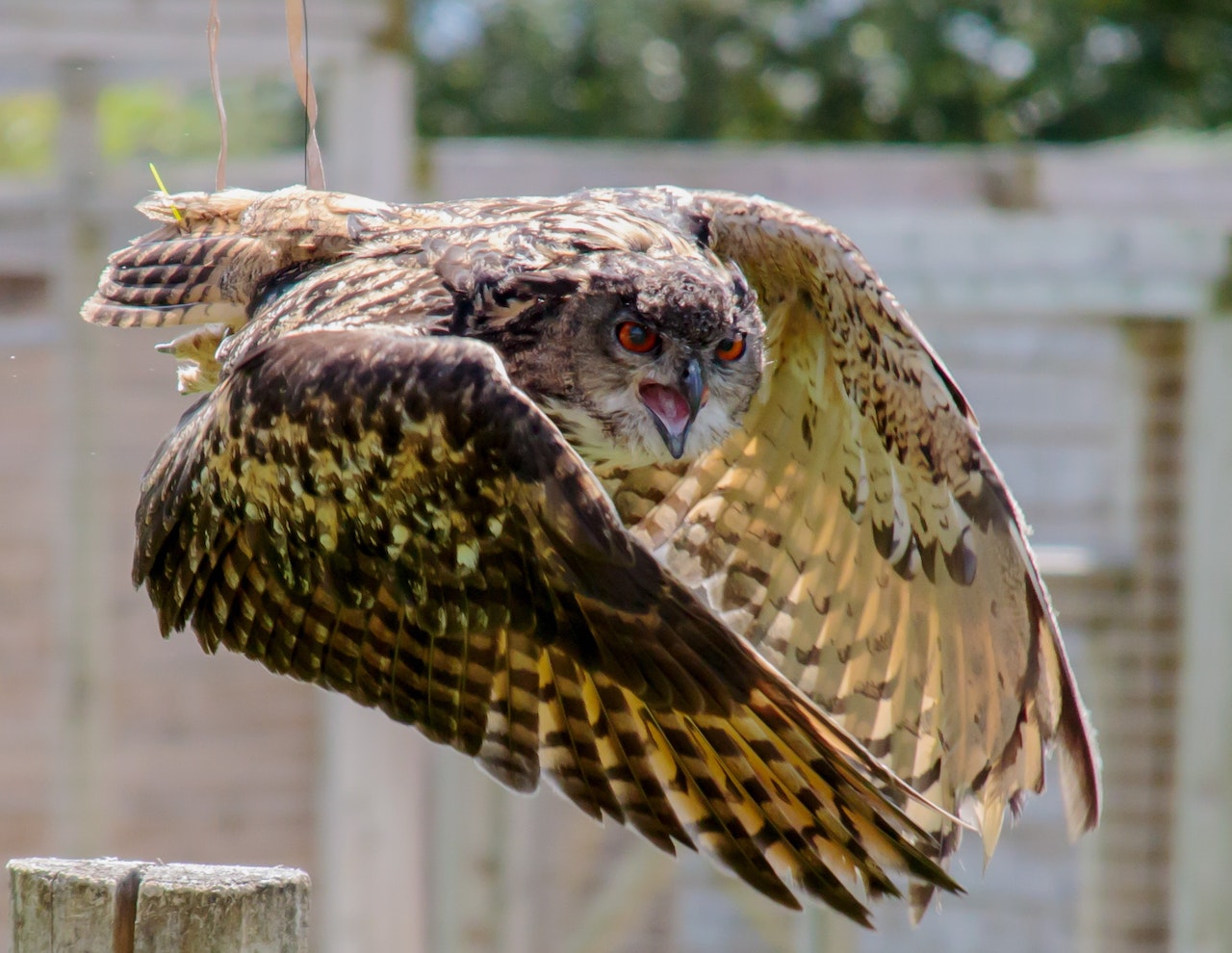 Brown and Beige Serpent Owl in Flight
