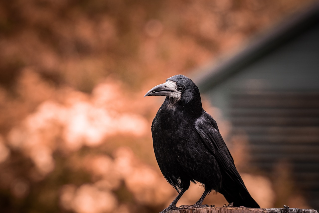 A Raven On A Tree Stump
