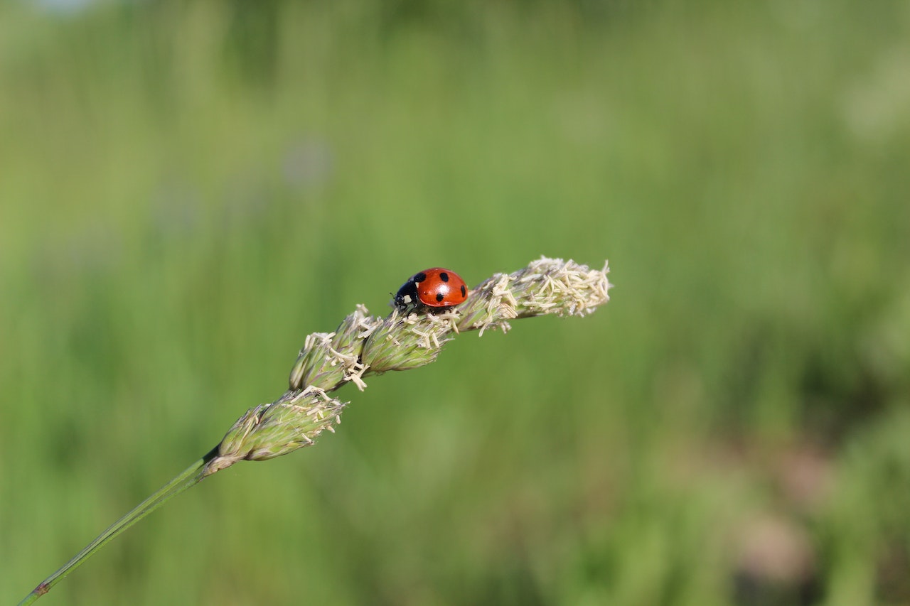 Spiritual Meaning Of Ladybug - Understanding The Symbolism