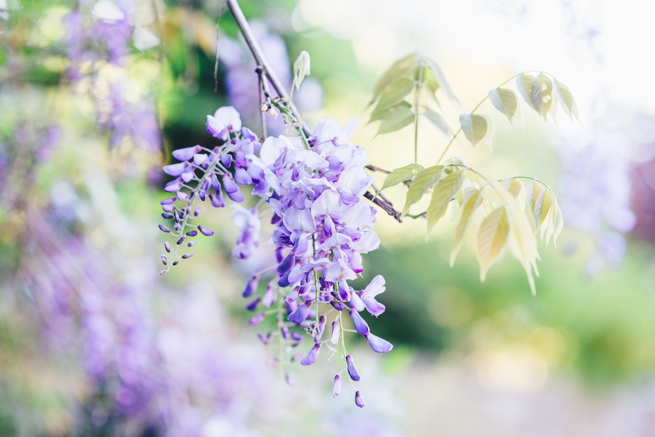 Meaning Of Wisteria - Symbolism, Significance, And Interpretations
