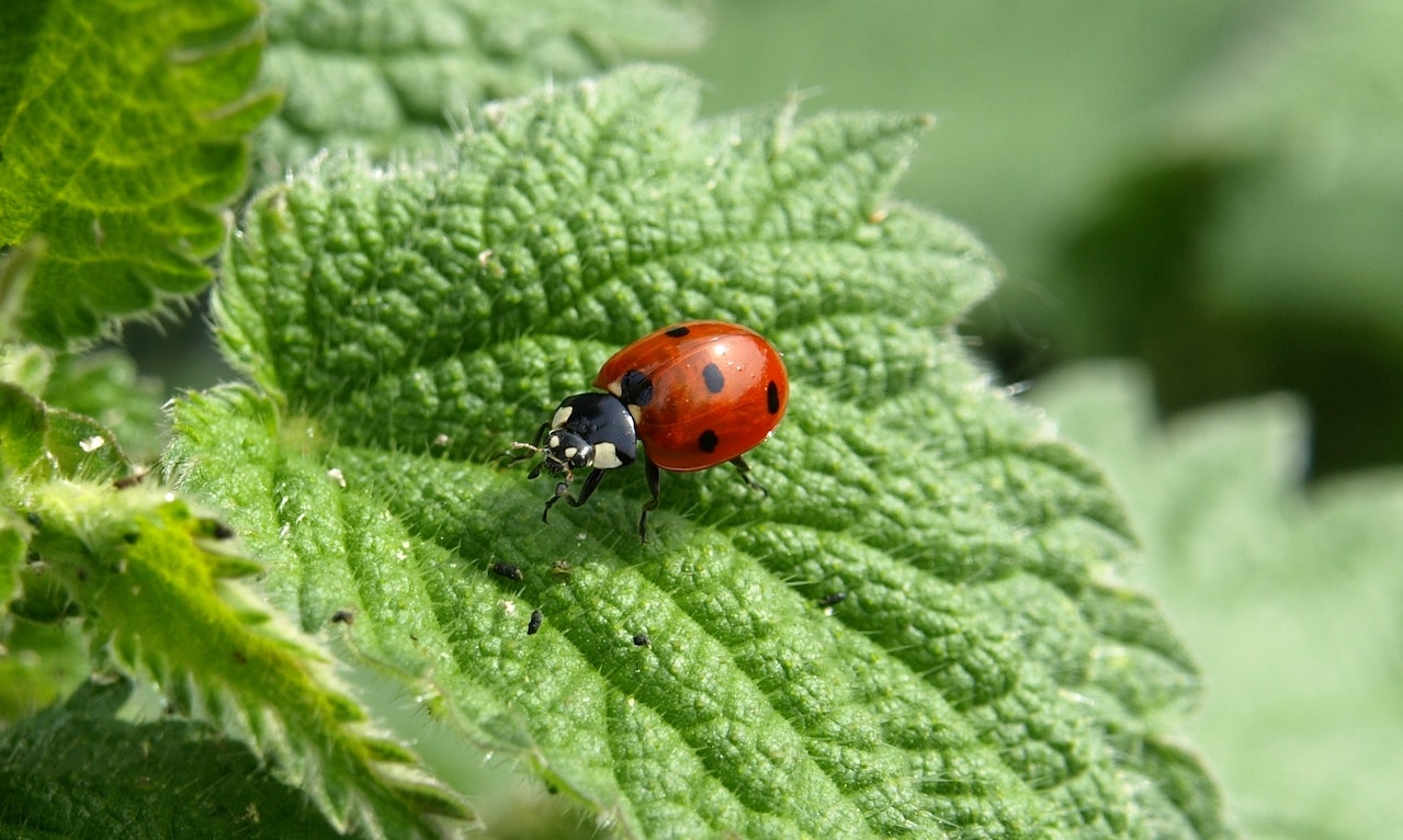 Very small red ladybug on a green leaf