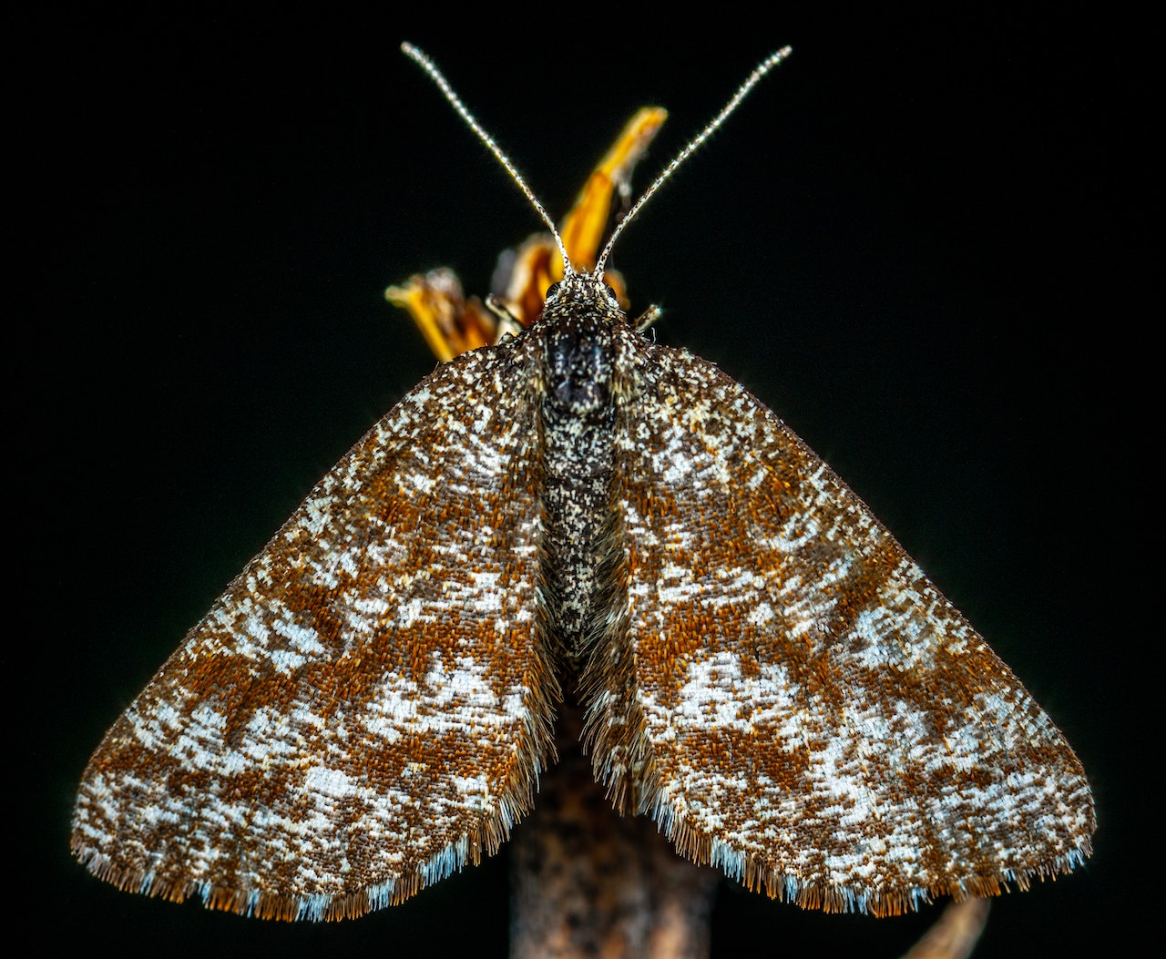 Brown and Gray Moth