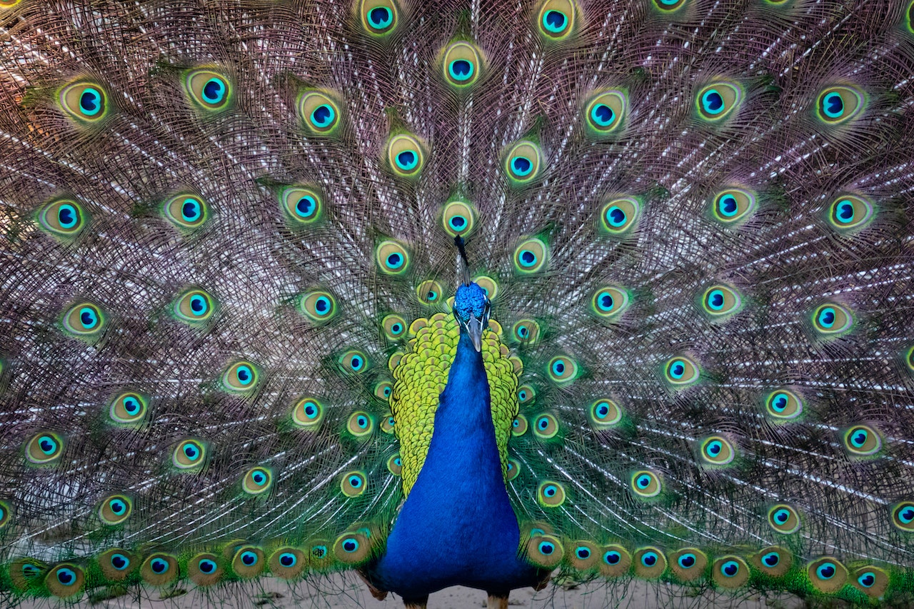Blue and Green Peacock