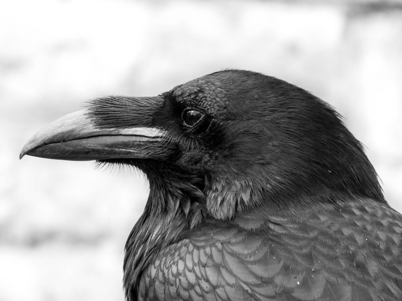 A Close-up Shot of a Black Bird