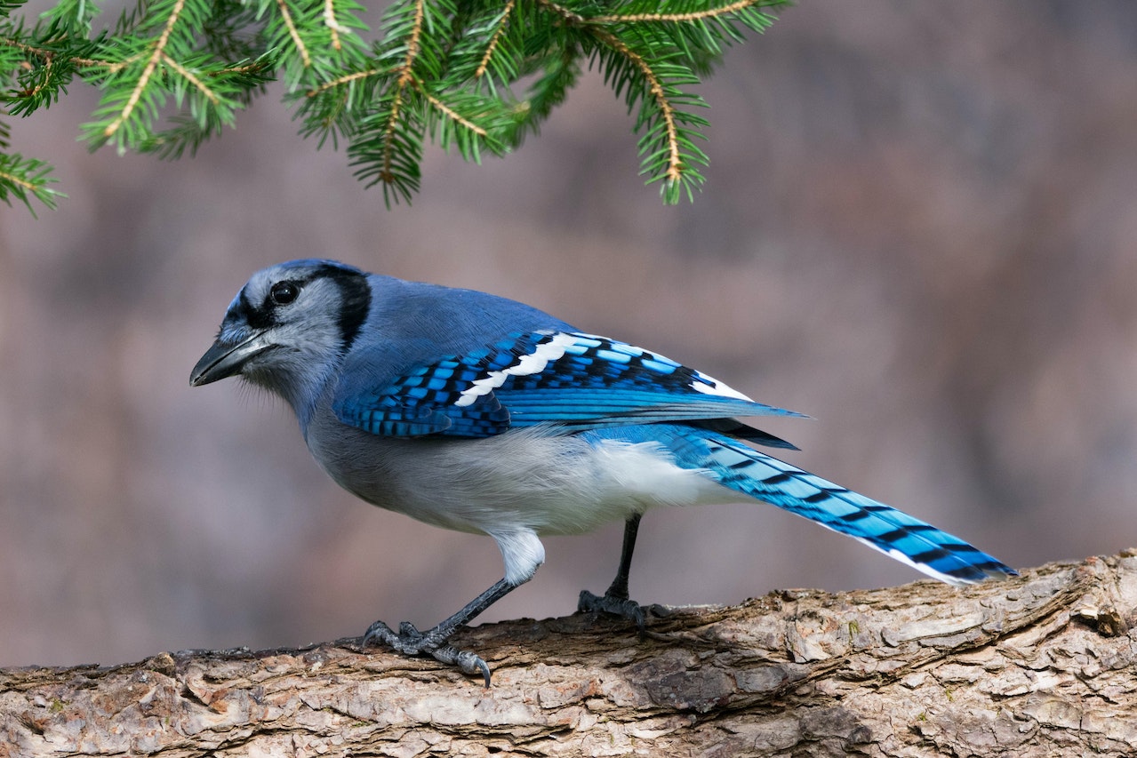 Meaning Of Seeing A Blue Jay - A Symbol Of Power And Communication