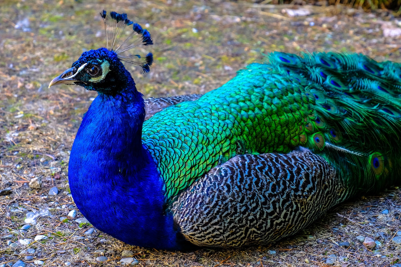 Meaning Of A Peacock - The Peacock In Literature And Poetry