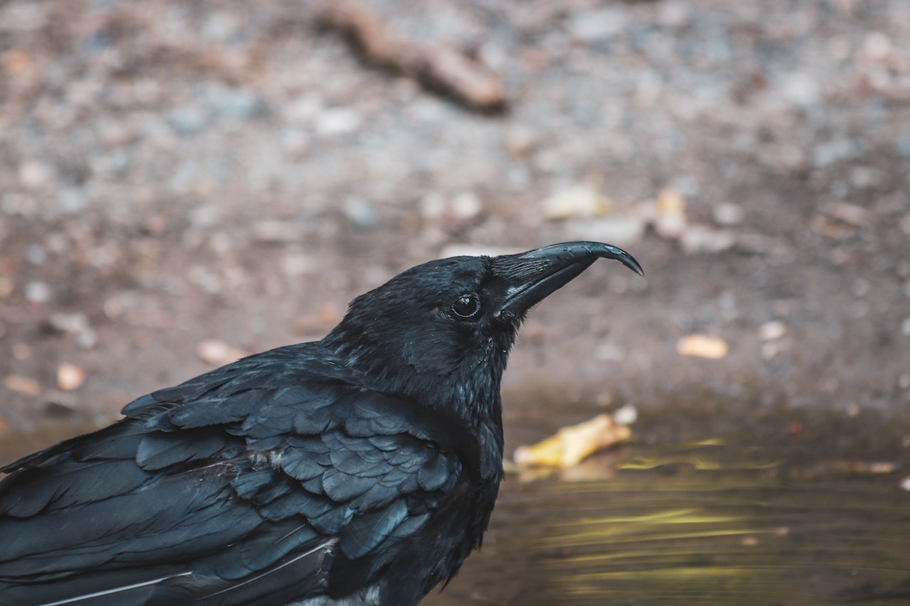 Close-Up Shot of a Raven