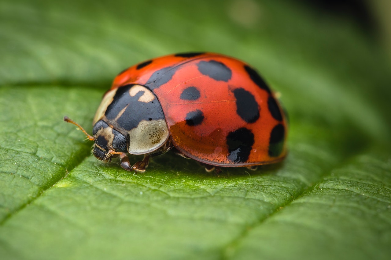 The Meaning Of Ladybugs - A Symbol Of Good Luck And Protection