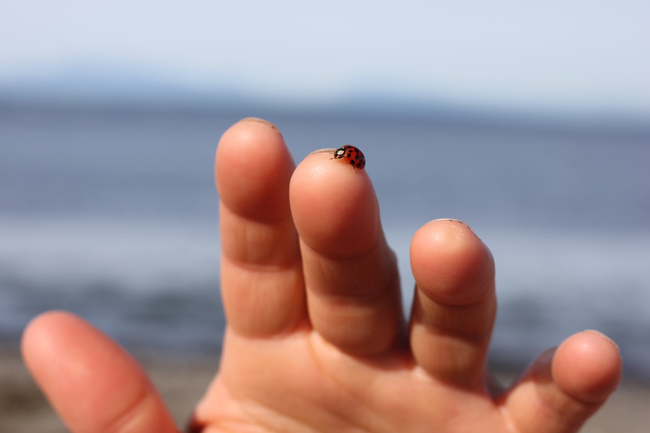 Black and Red Ladybug on Persons Hand