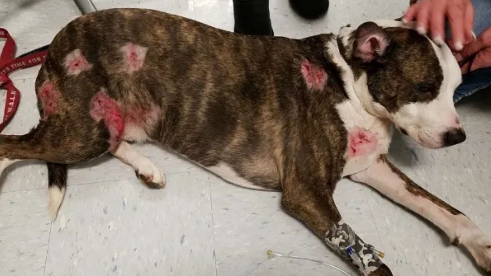 Dog with Patches Of Wounds