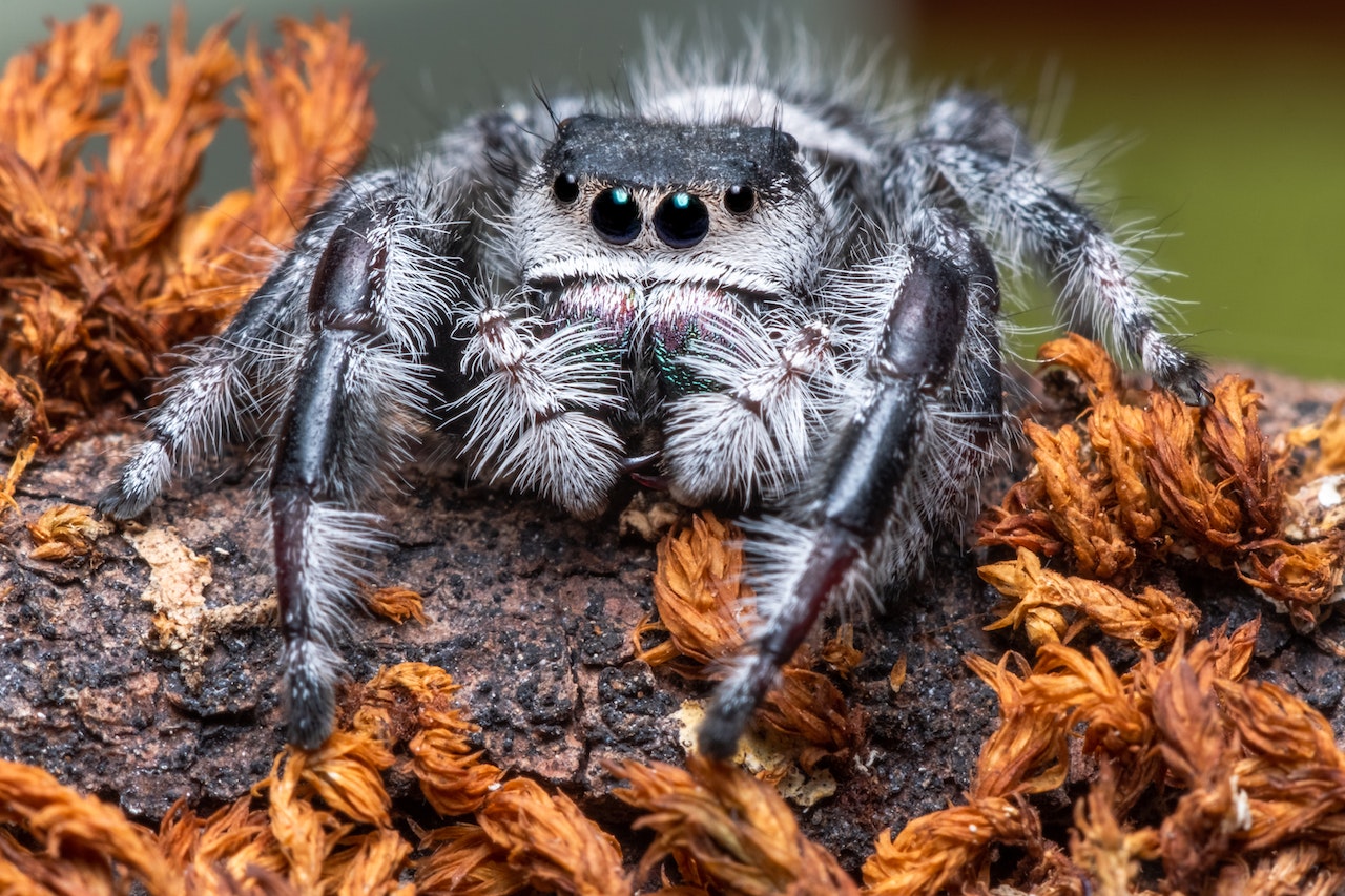 Close-Up Shot of a Hairy Spider