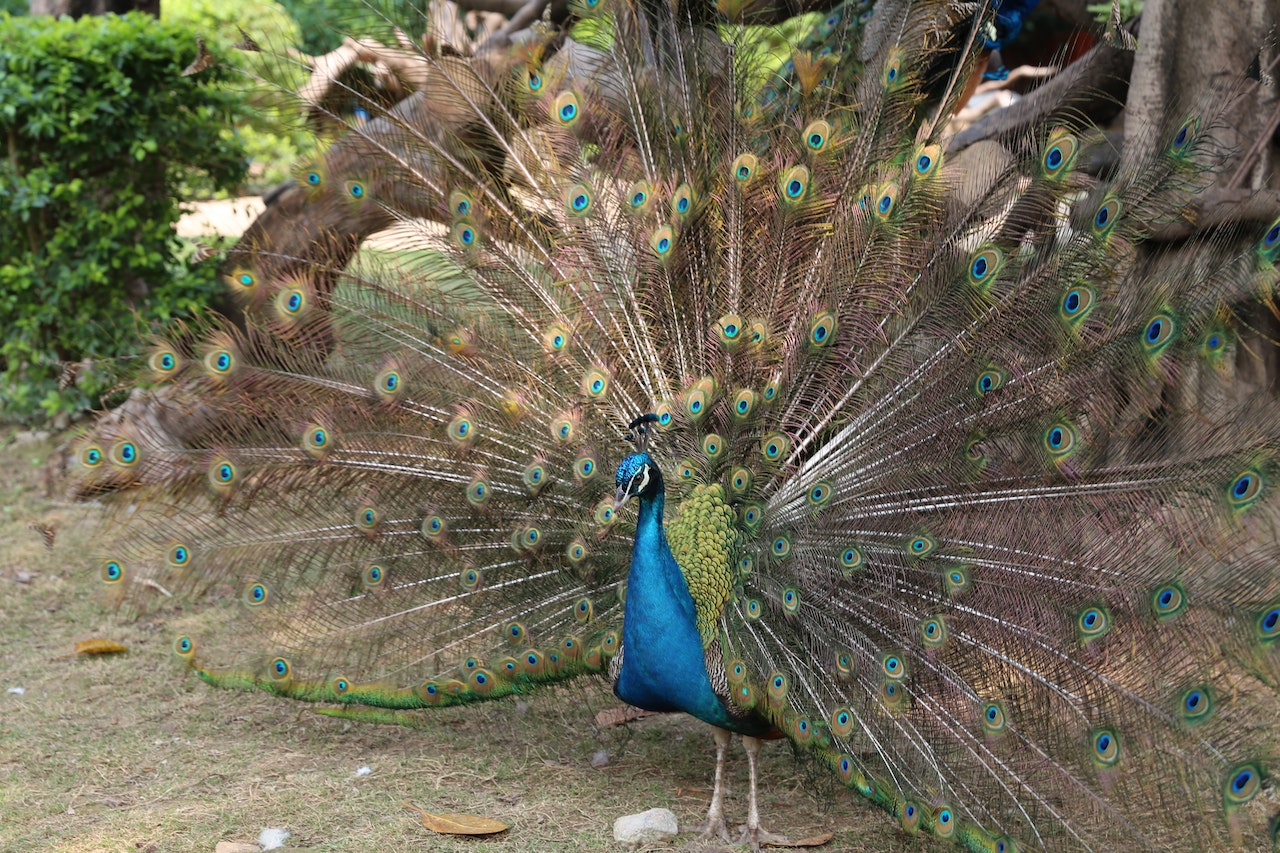 A Peacock Spreading its Feathers