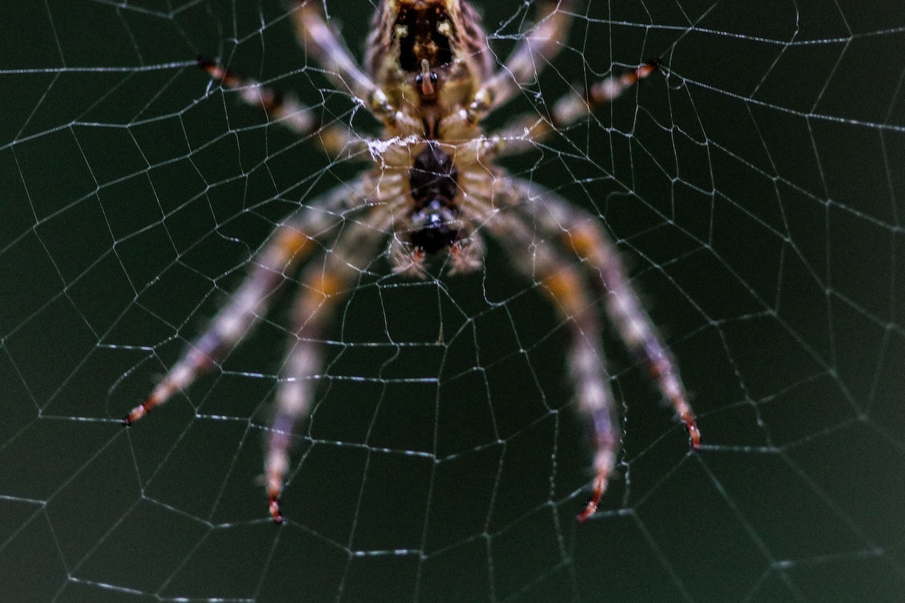 A Barn Spider on Web