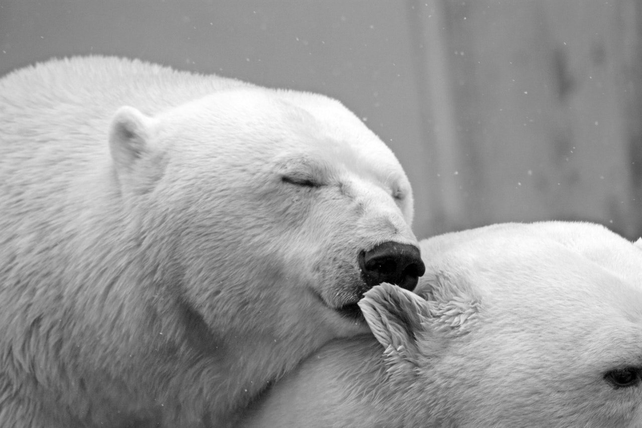 A Polar Bear with its Eyes Closed Leaning On Another Polar Bear