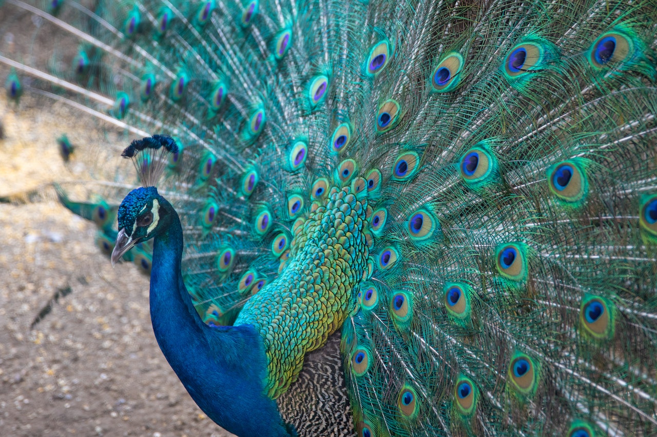 Peacock Feathers with Circle Patterns