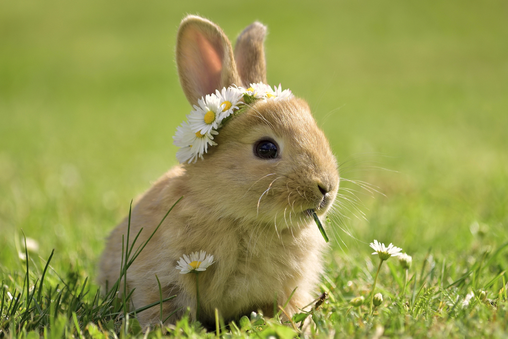 Bunny in grass with a daisy crown.