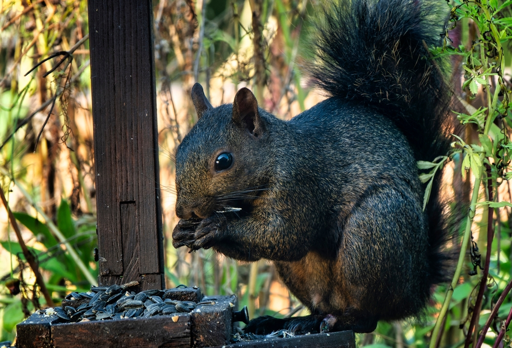 A Black Squirrel on the bird feeder