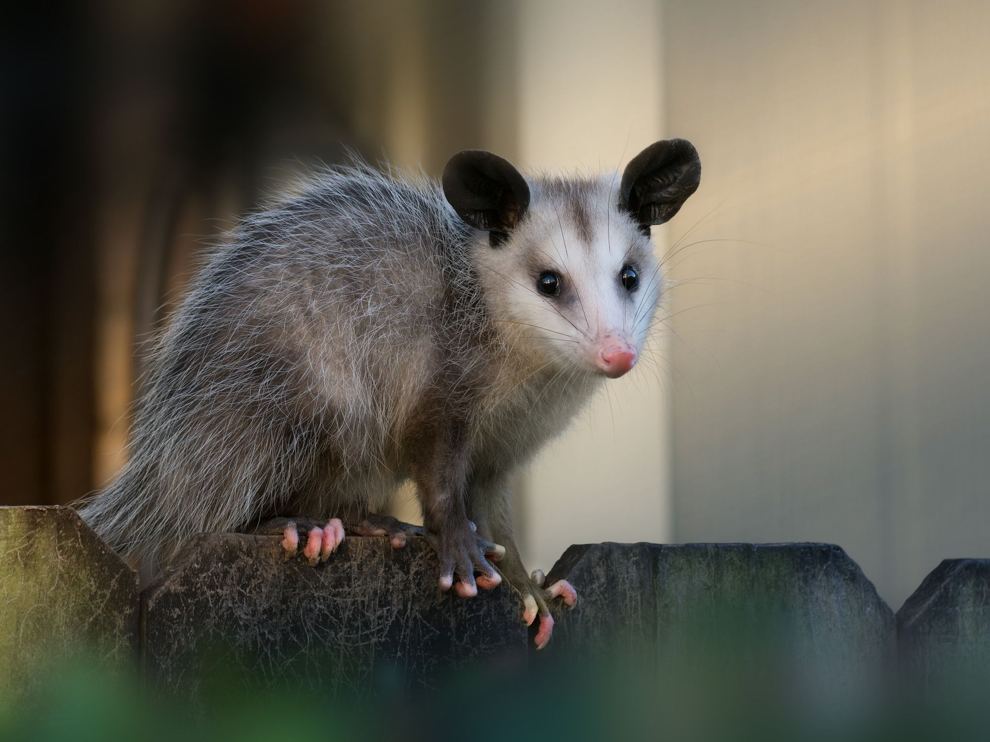 A Possum Sitting On A Wooden Fence