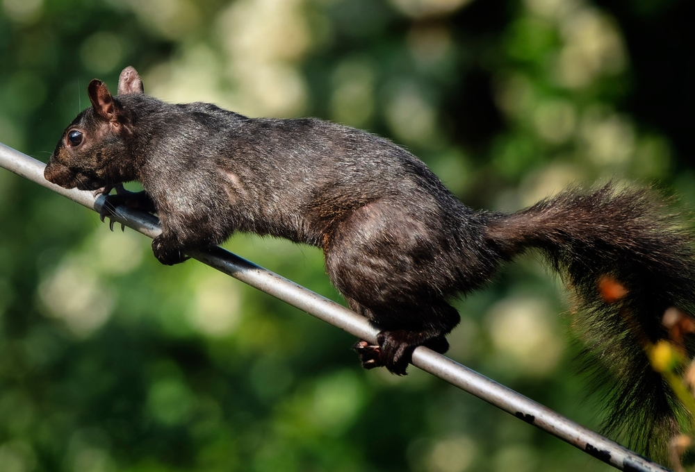 A Black Squirrel on a rod.
