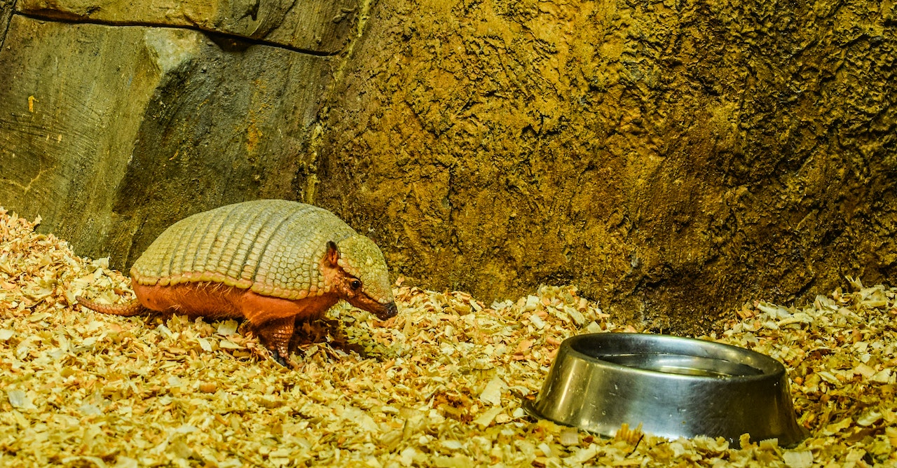 An Armadillo beside a Pet Bowl