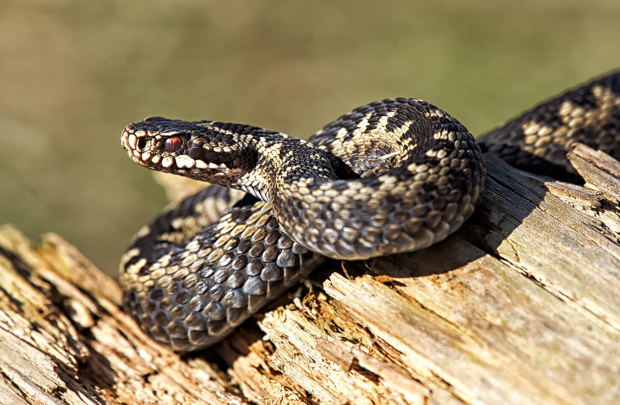Snake On Wood