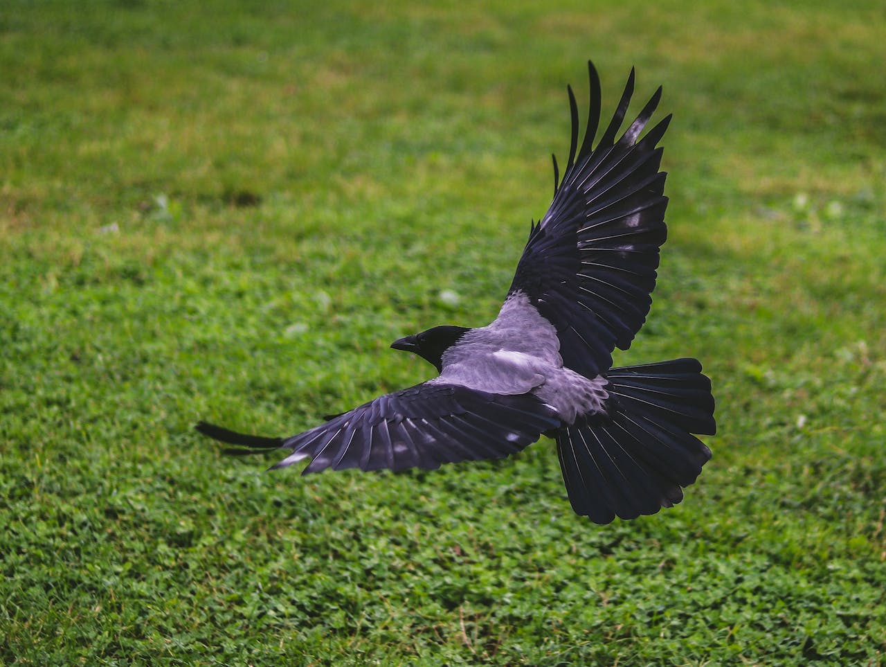 What Do Crows Symbolize In The Bible?