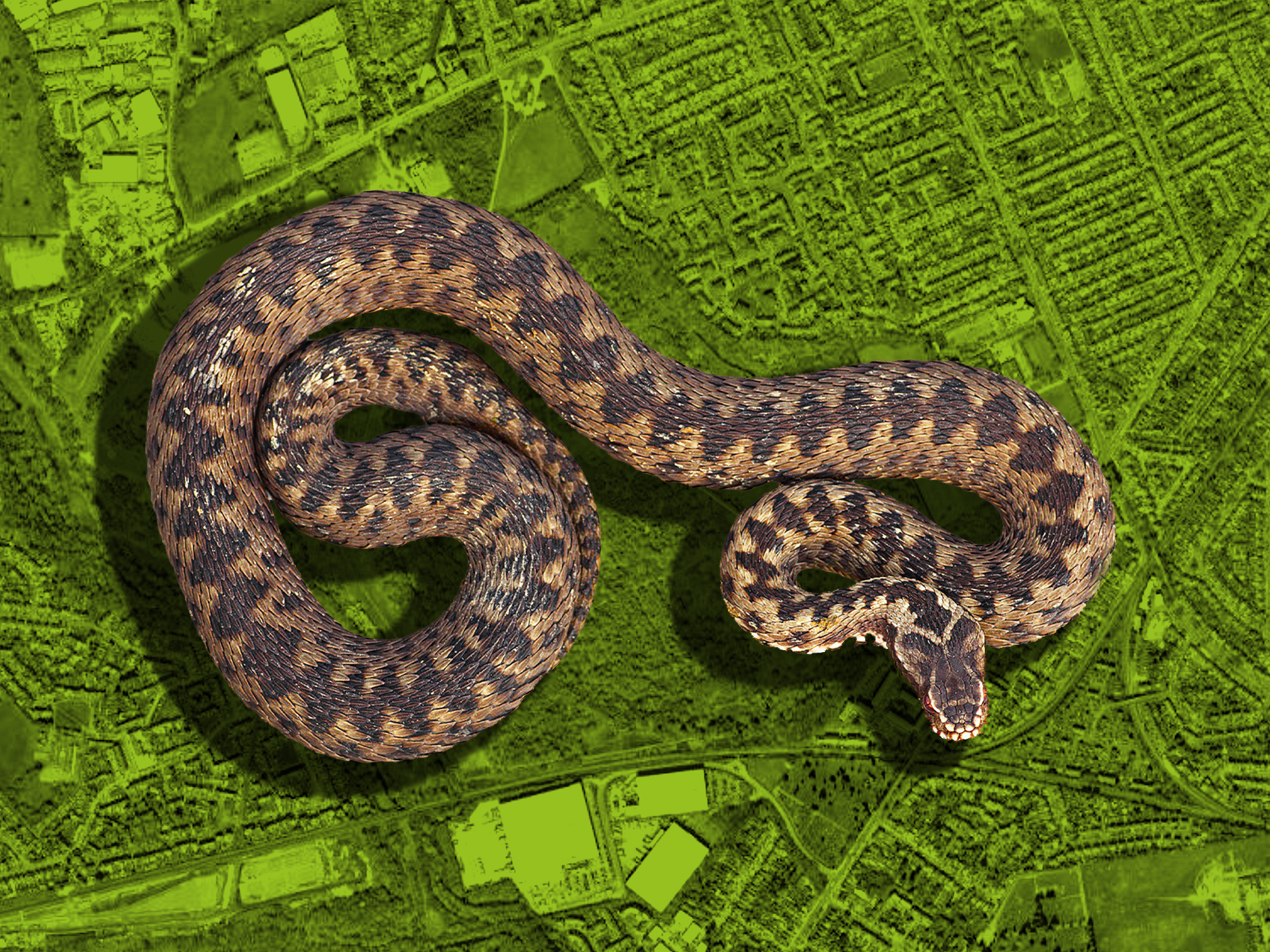 Venomous Snake On Green Map