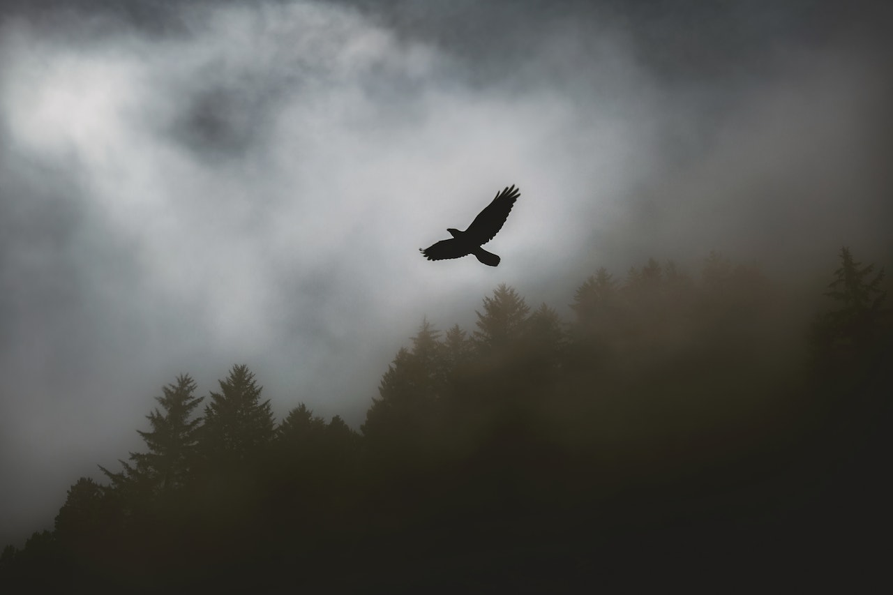 Biblical Meaning Of Seeing A Hawk - Insights From Scripture