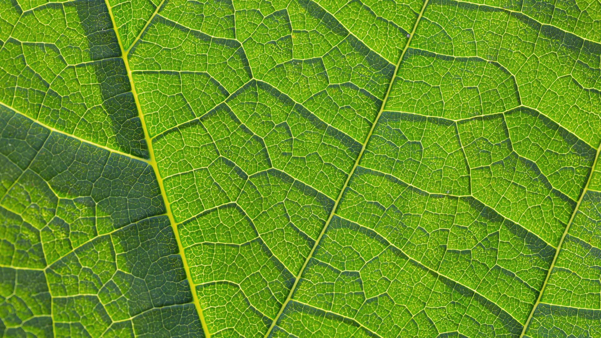 Microscopic View Of Leaf Pattern