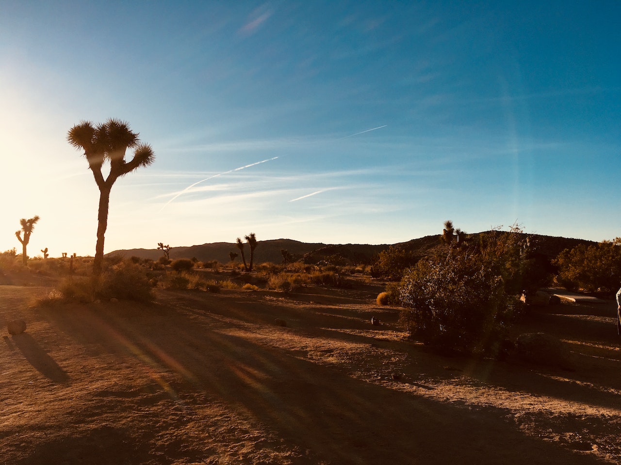 Joshua Tree Spiritual Meaning And Finding Sacred Significance