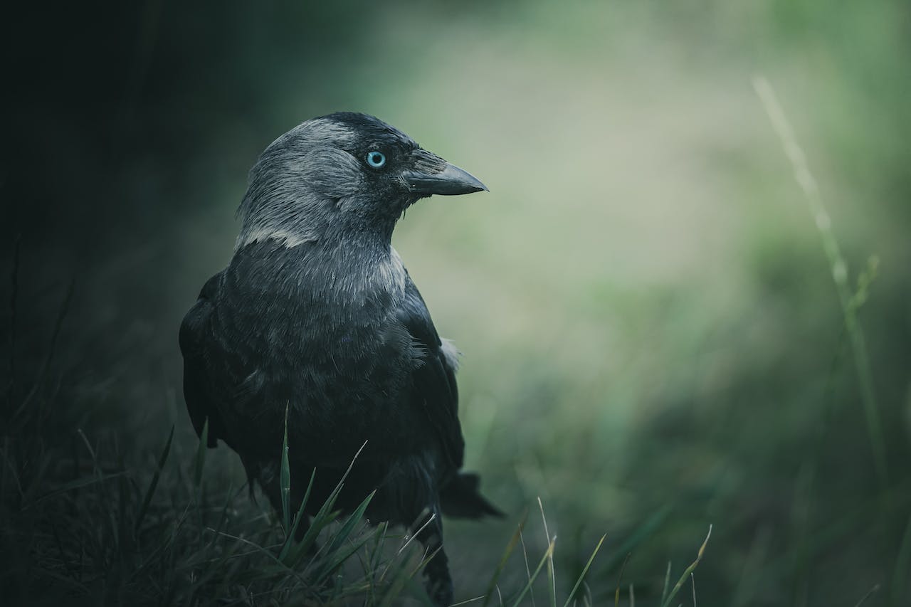 Black Bird on Green Grass