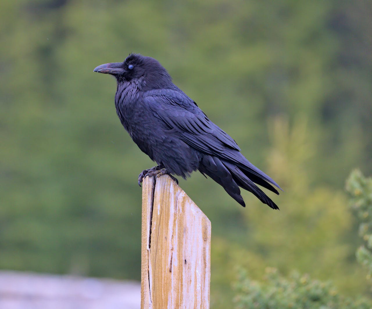Raven Sitting on a Wooden Pole