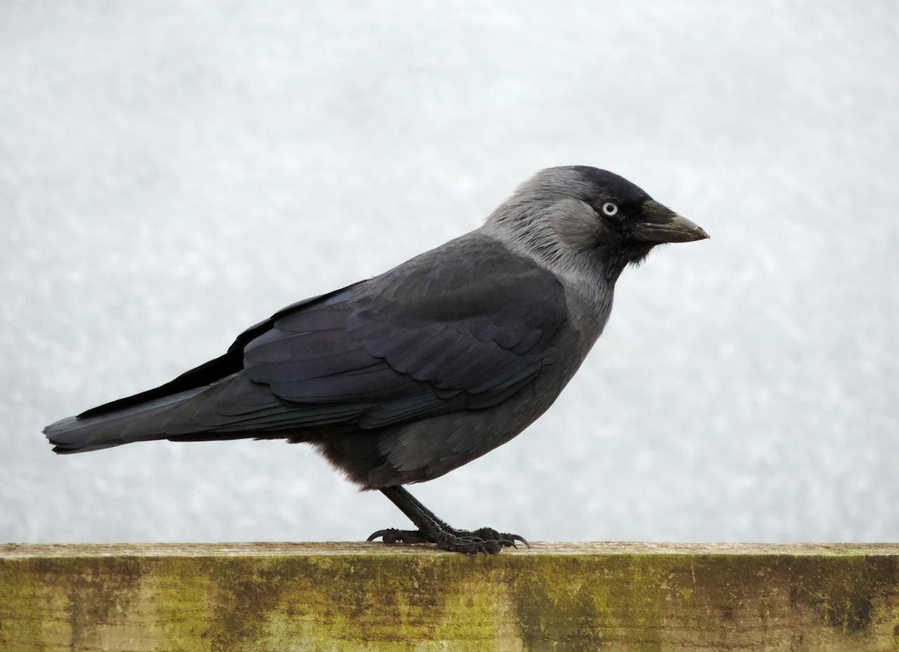 Black and Grey Bird