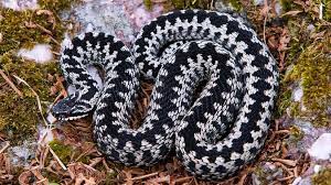 Adder Spiritual Meaning And Spirit Animal Symbolism In Culture