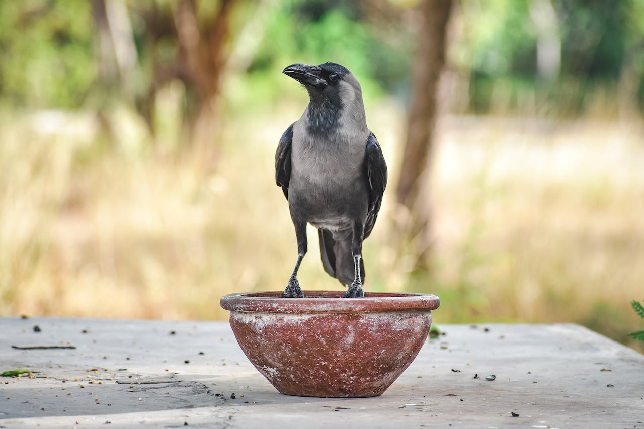 Crow Meaning In The Bible As A Powerful And Enigmatic Creature