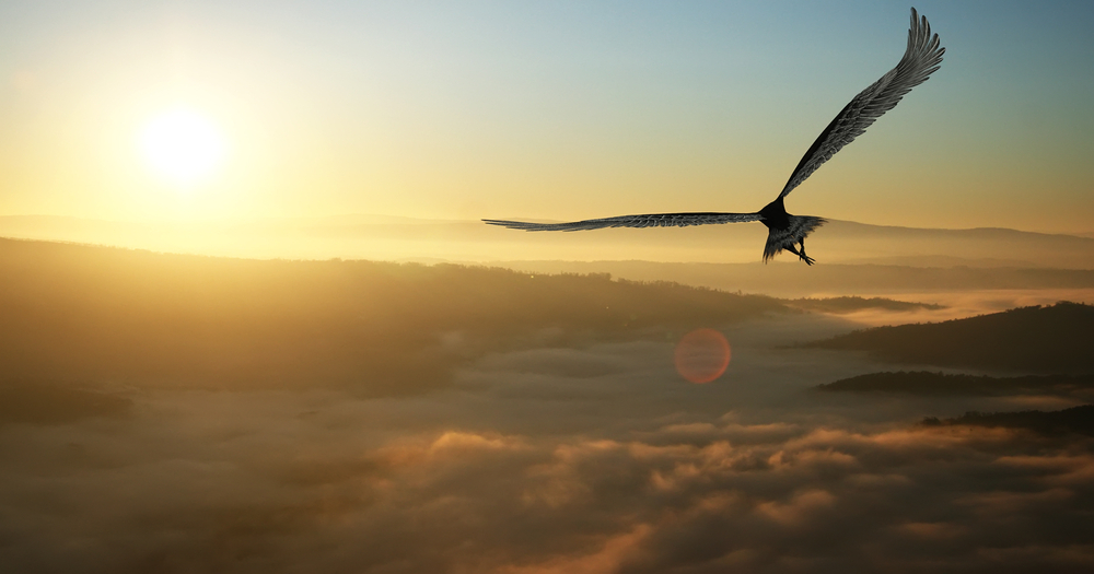 Eagle flying at dawn.