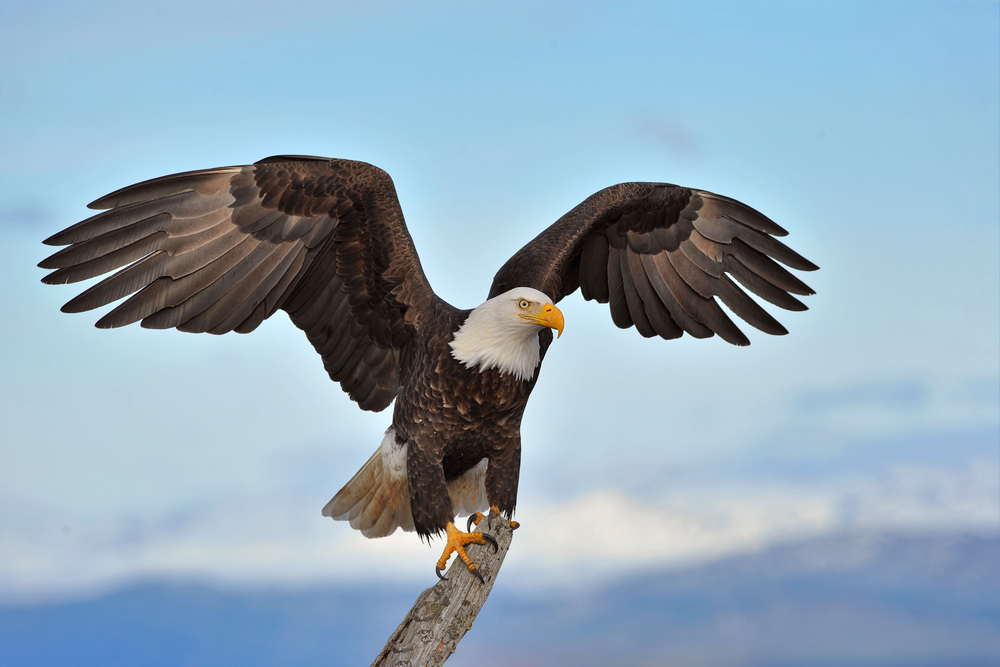 American bald eagle with wings spread and perched.