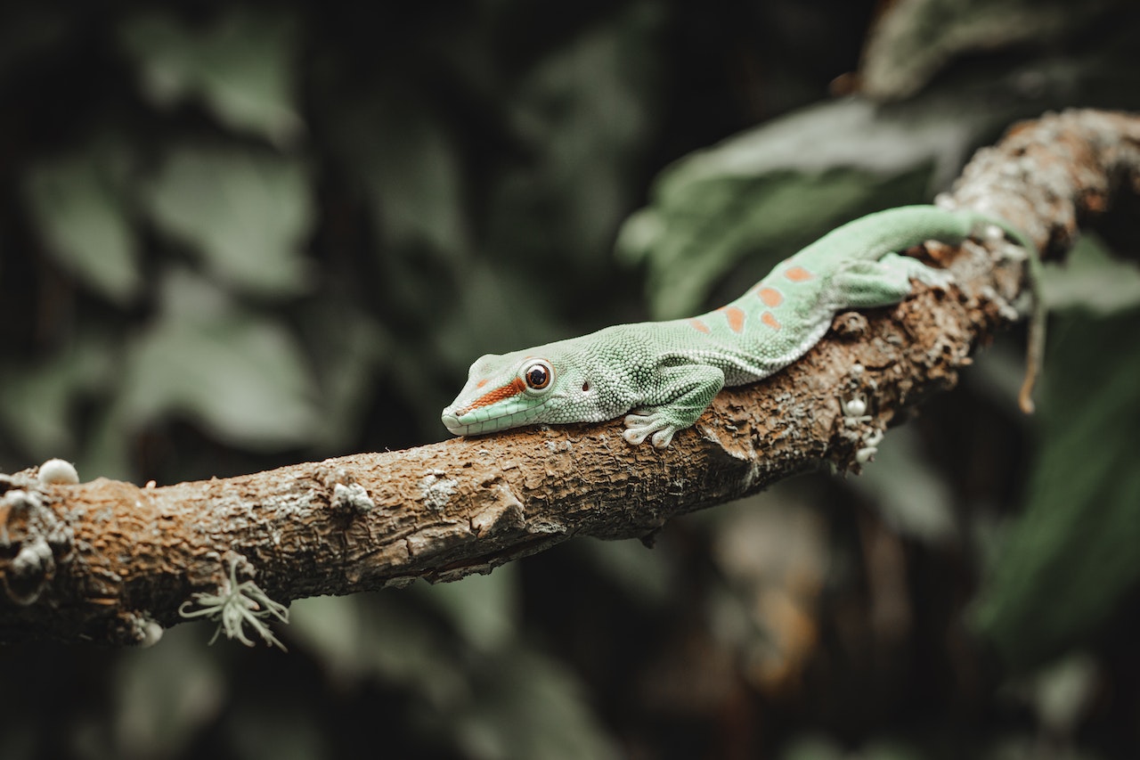 Biblical Meaning Of Lizards In Dreams