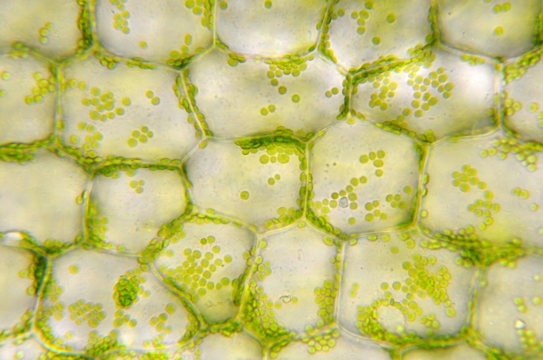 Microscopic View Of Leaf
