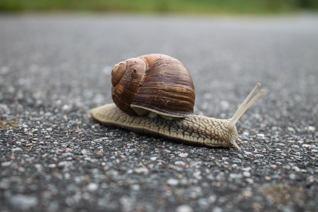 Snail on Ground