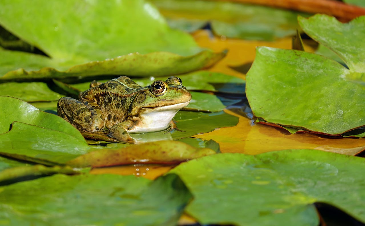 What Do Frogs Represent In The Bible?