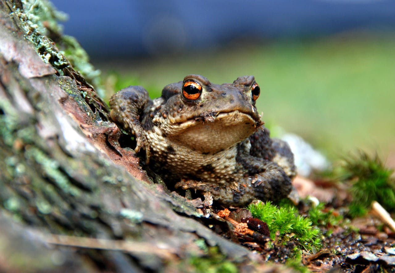 Brown and Black Frog