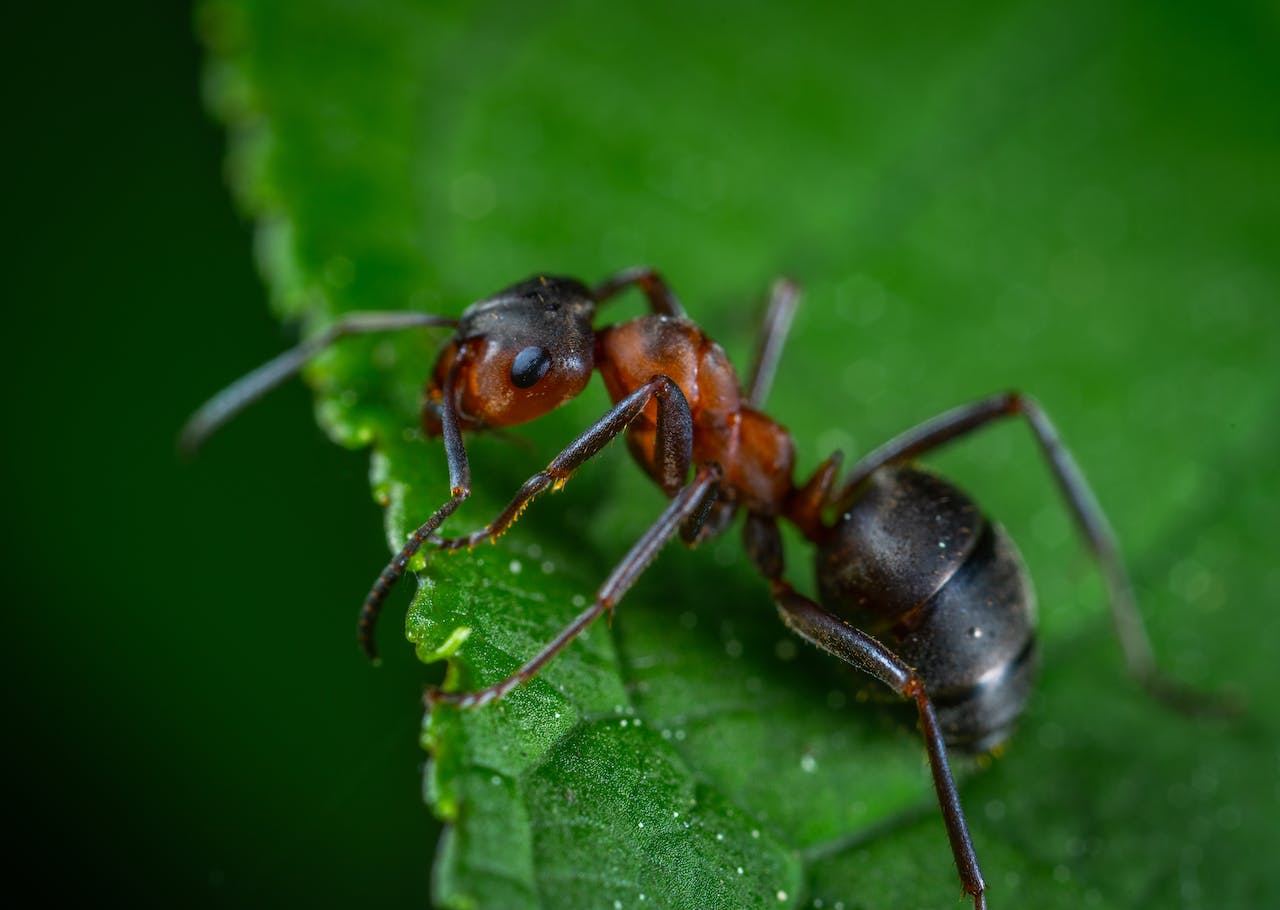 Macro Shot of Red Ant
