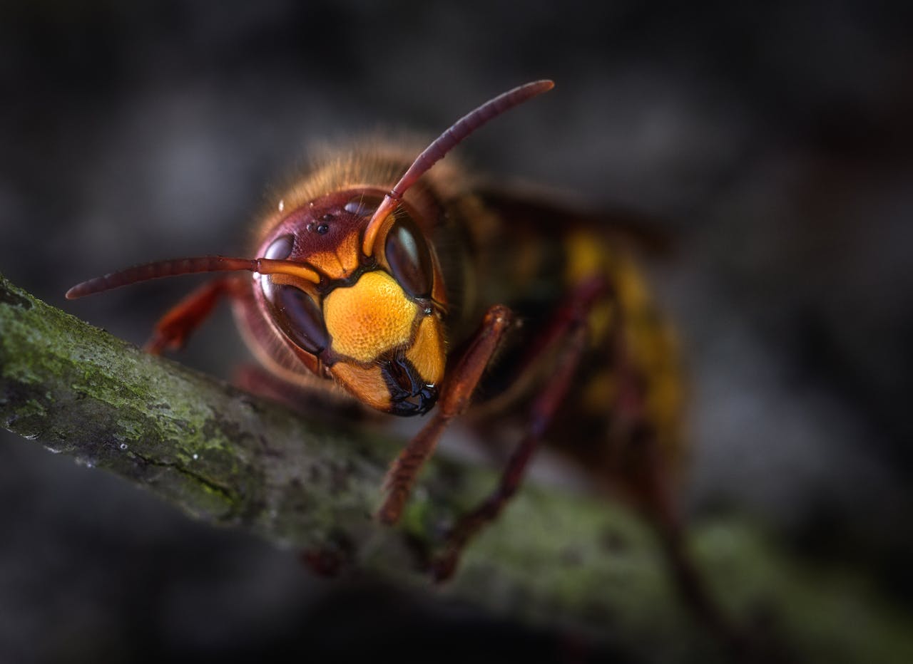 Yellow Jacket Wasp Macro Shot