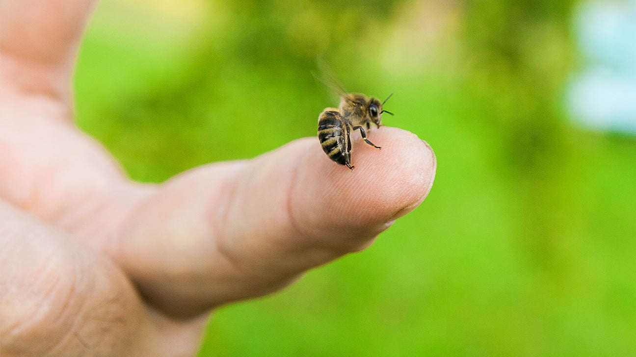 Bee Sting Dream Meaning And Interpretations