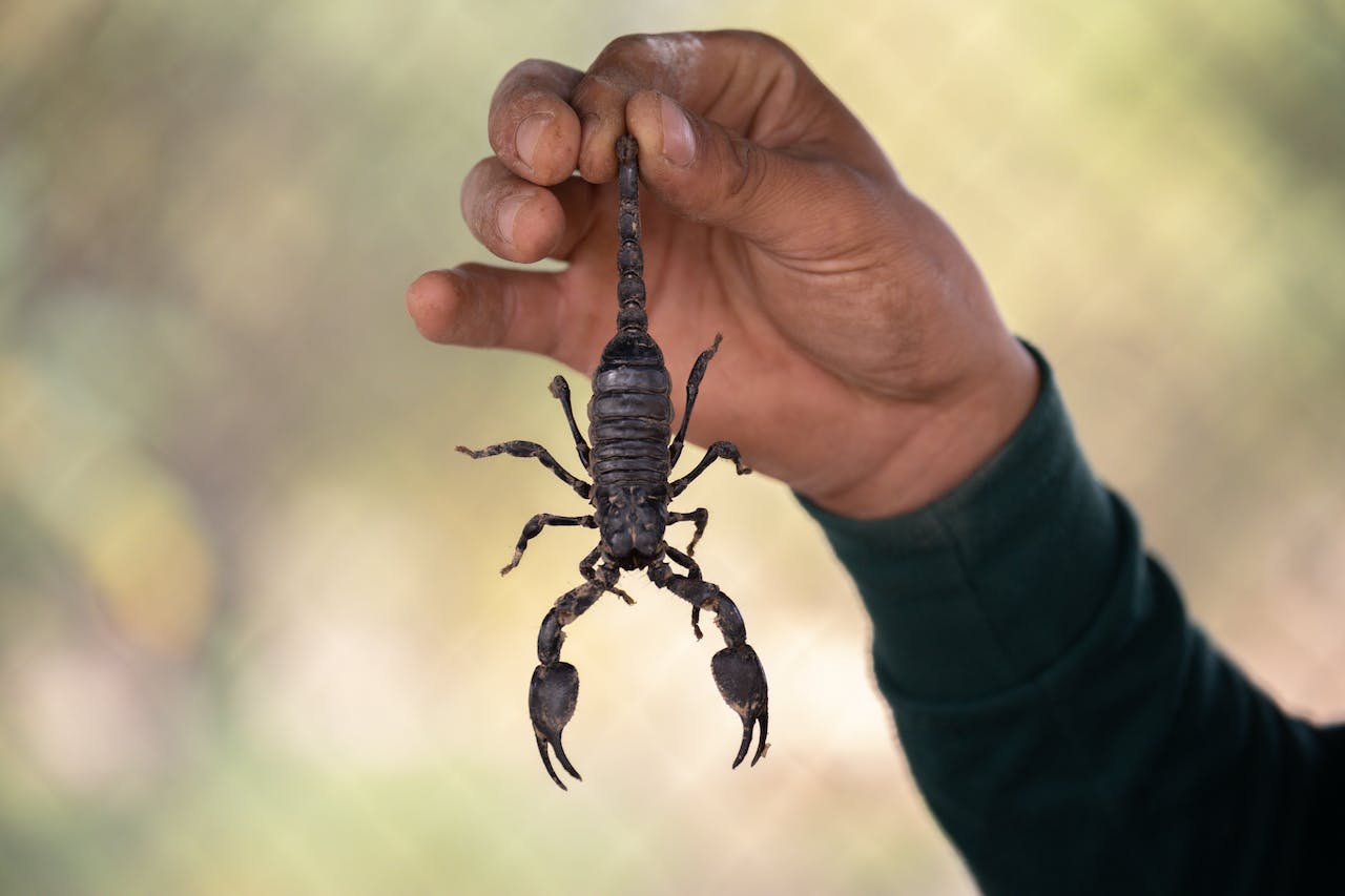What Does It Mean To Dreams With Scorpions?